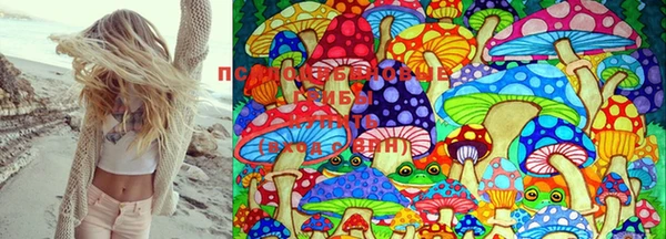хмурый Аркадак