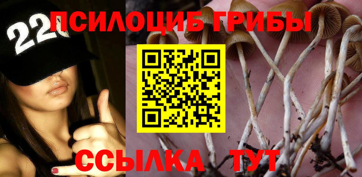 Галлюциногенные грибы Psilocybe  купить наркотики сайты  Белово  Псилоцибиновые грибы ЛСД 